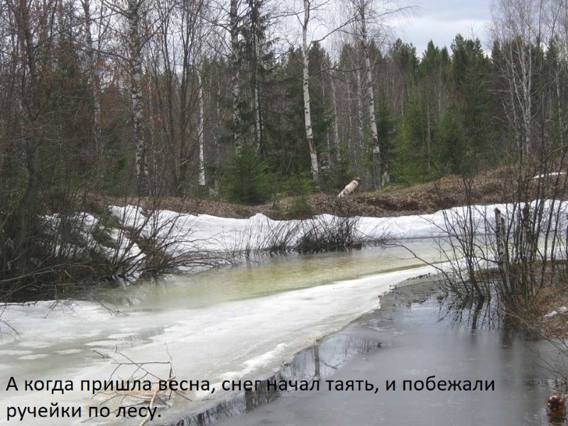 А когда пришла весна, снег начал таять, и побежали ручейки по лесу.